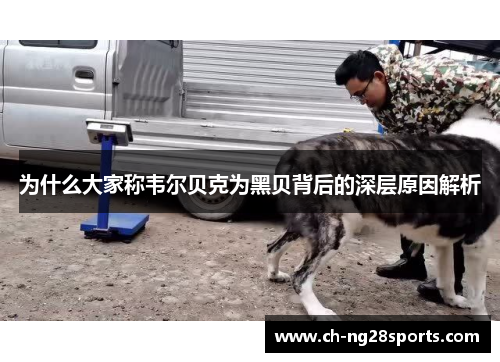 为什么大家称韦尔贝克为黑贝背后的深层原因解析